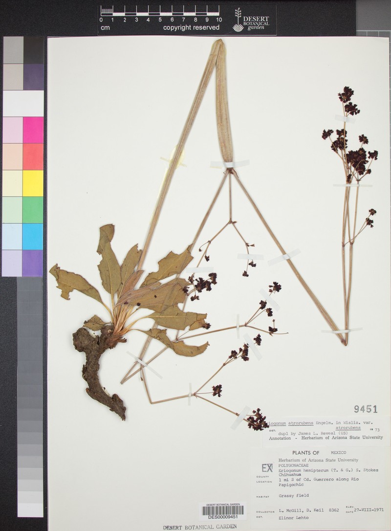 Eriogonum atrorubens var. atrorubens photo 2