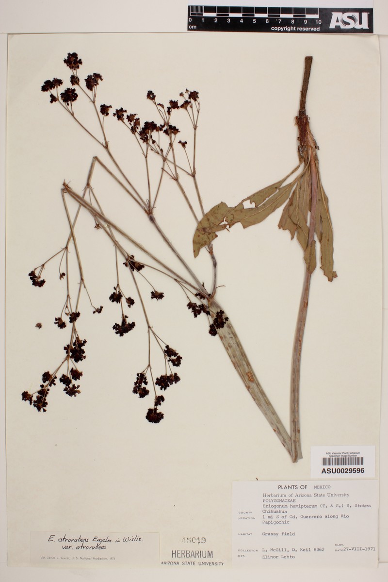 Eriogonum atrorubens var. atrorubens photo 3
