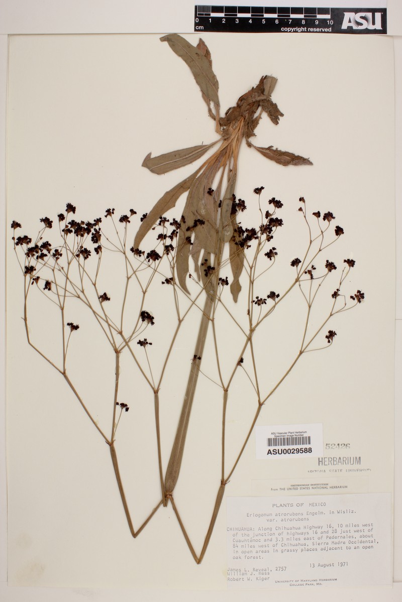 Eriogonum atrorubens var. atrorubens photo 4