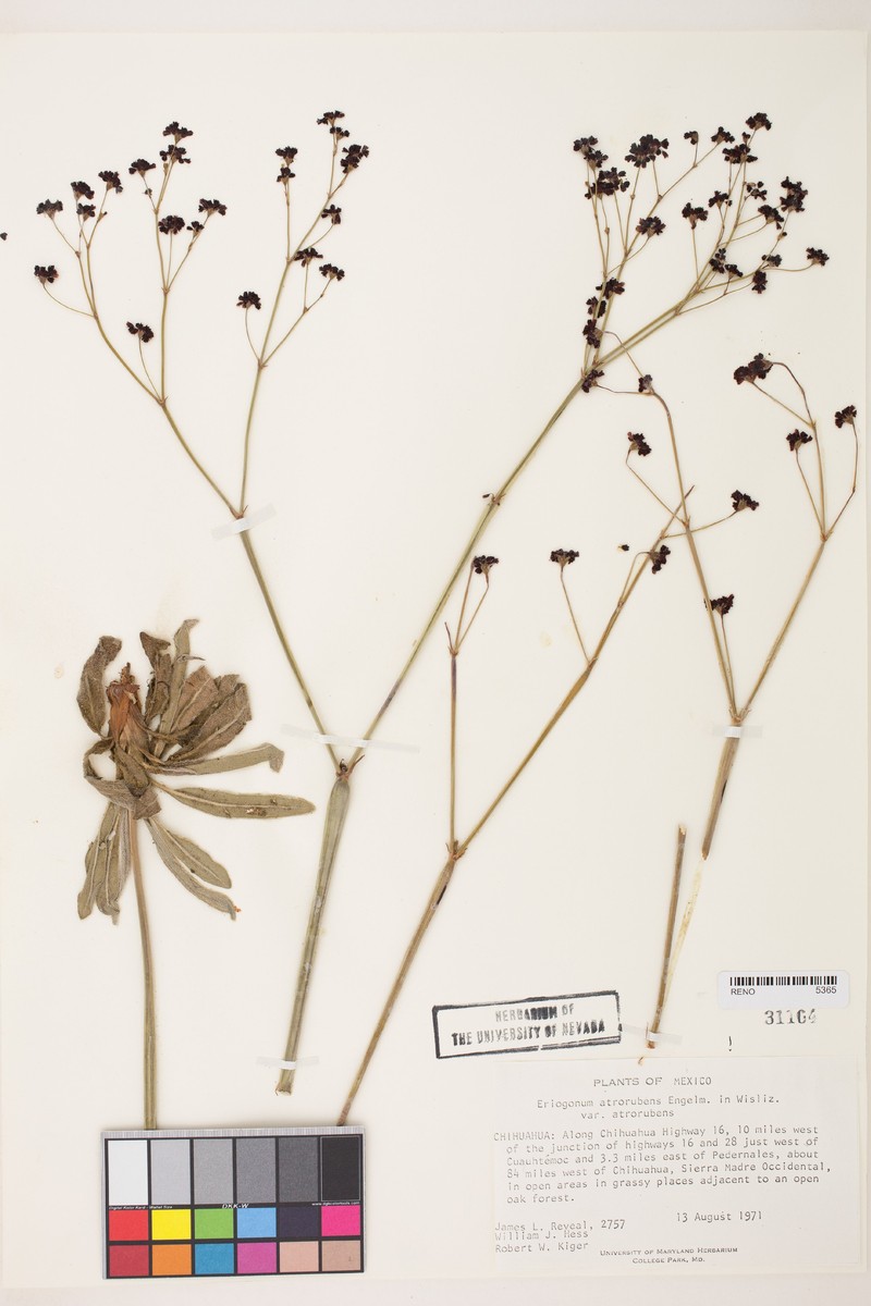 Eriogonum atrorubens var. atrorubens photo 5