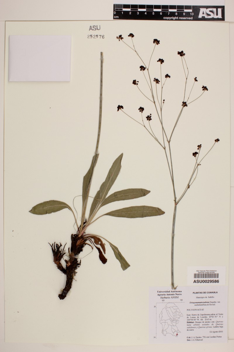 Eriogonum atrorubens var. auritulum