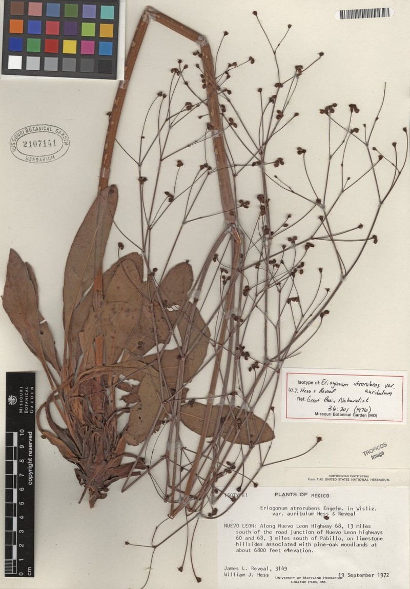 Eriogonum atrorubens var. auritulum photo 2