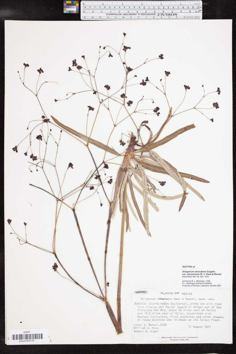 Eriogonum atrorubens var. nemorosum