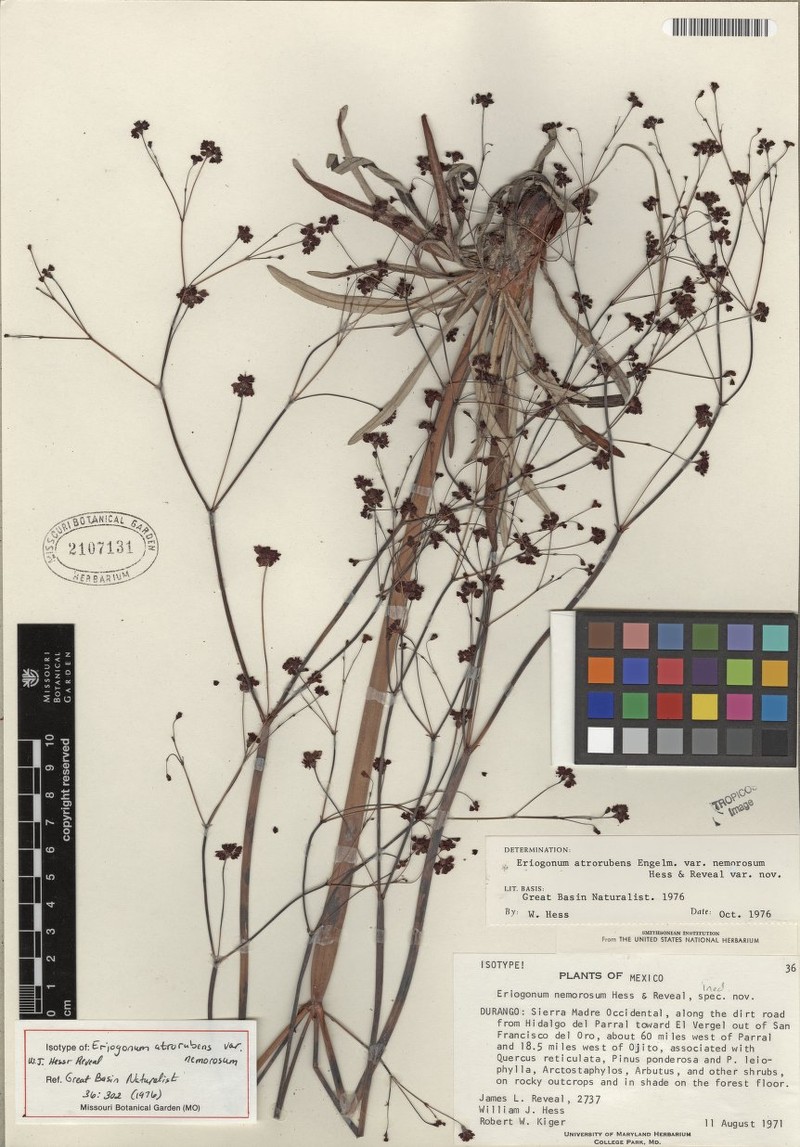 Eriogonum atrorubens var. nemorosum photo 2