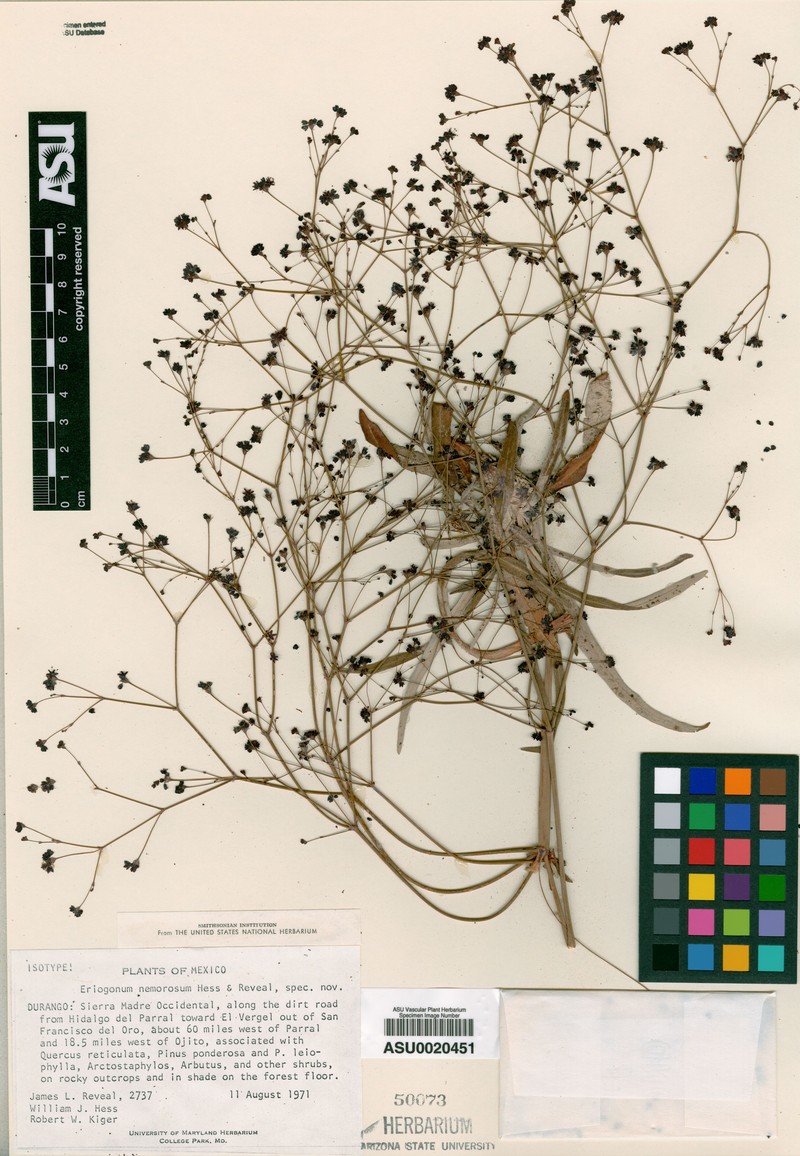 Eriogonum atrorubens var. nemorosum photo 3