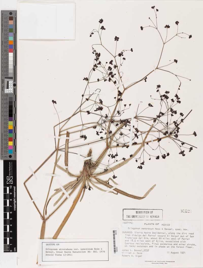 Eriogonum atrorubens var. nemorosum photo 4