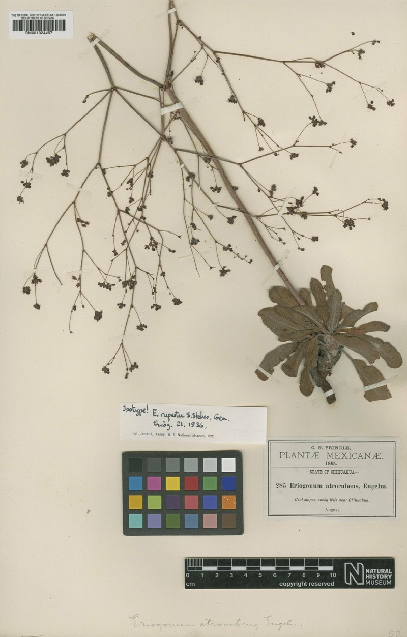Eriogonum atrorubens var. rupestre photo 2
