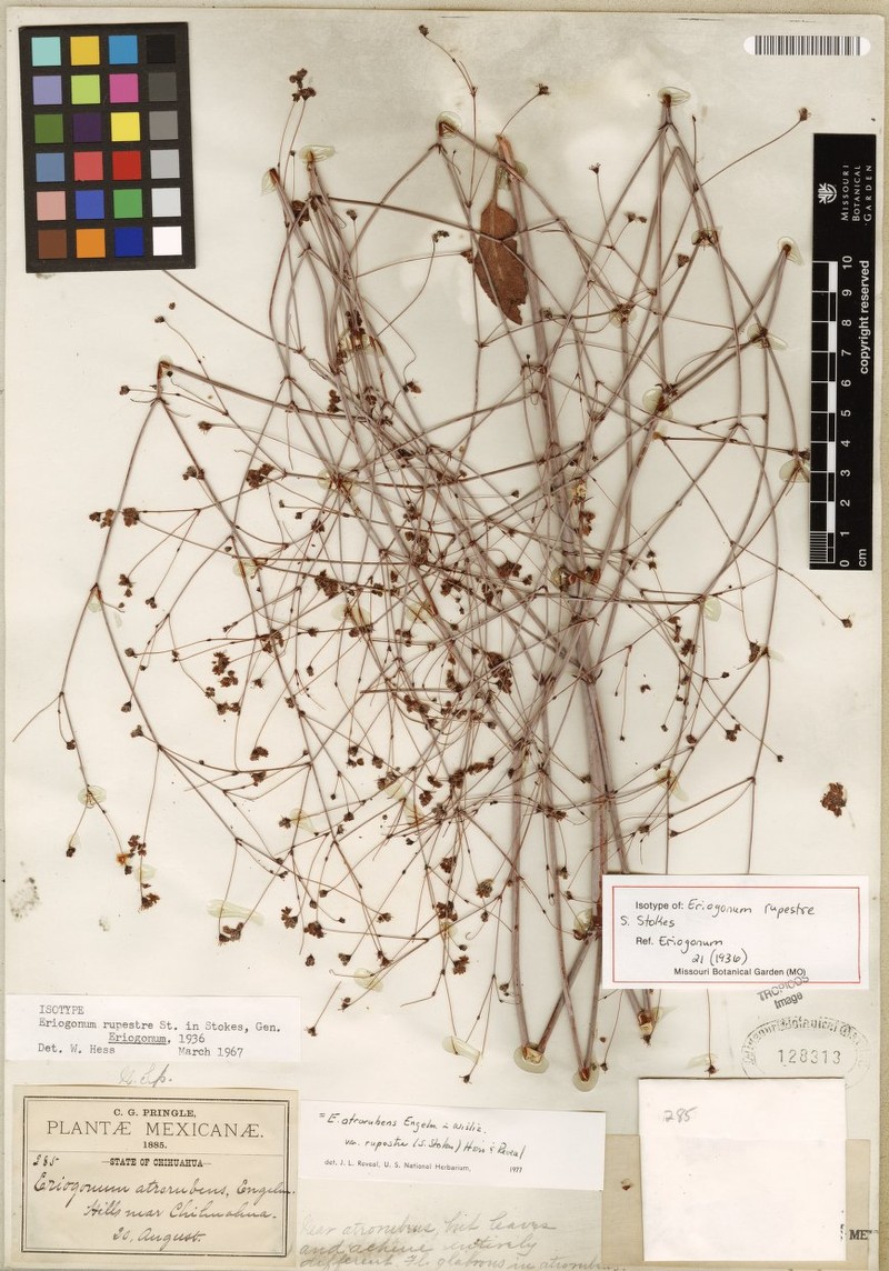 Eriogonum atrorubens var. rupestre photo 3