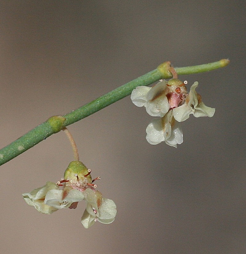 Eriogonum austrinum