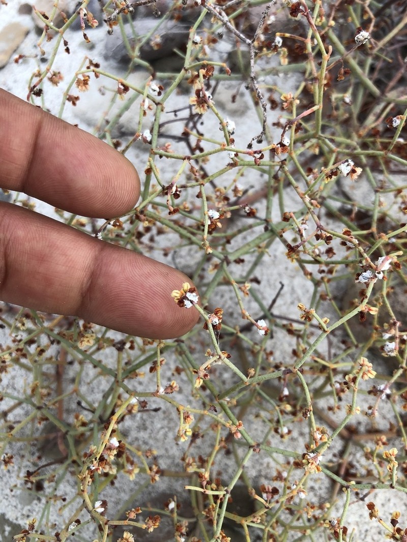 Eriogonum austrinum photo 2