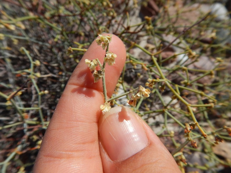 Eriogonum austrinum photo 3