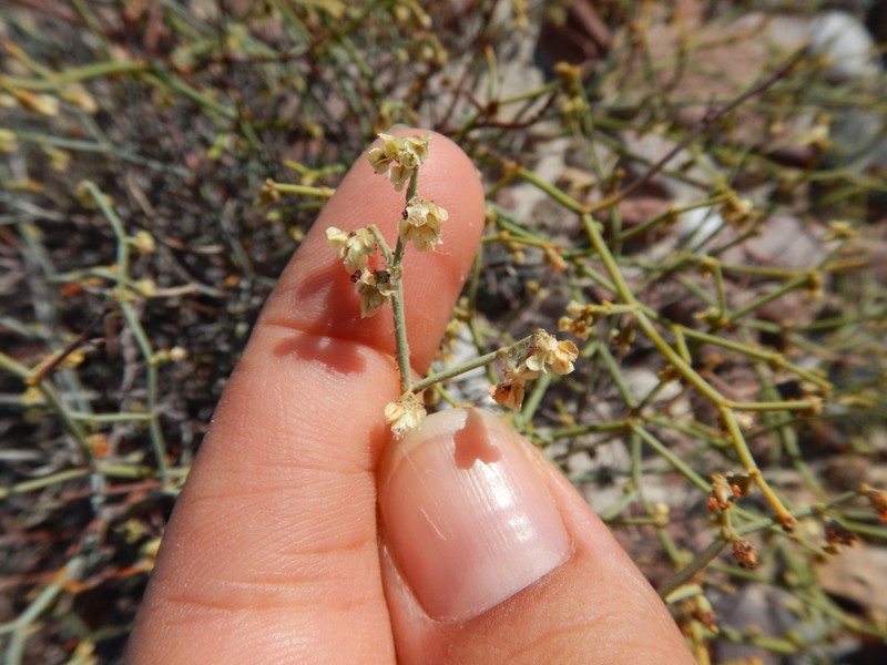 Eriogonum austrinum photo 4