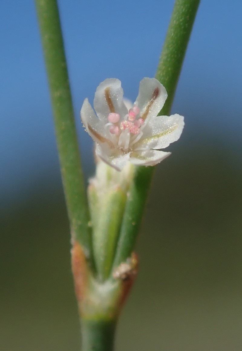 Bailey's Buckwheat
