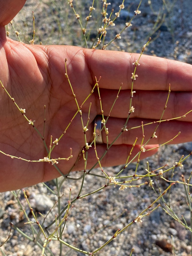 Bailey's Buckwheat photo 2