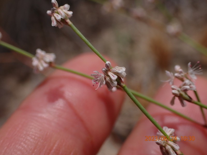 Bailey's Buckwheat photo 3