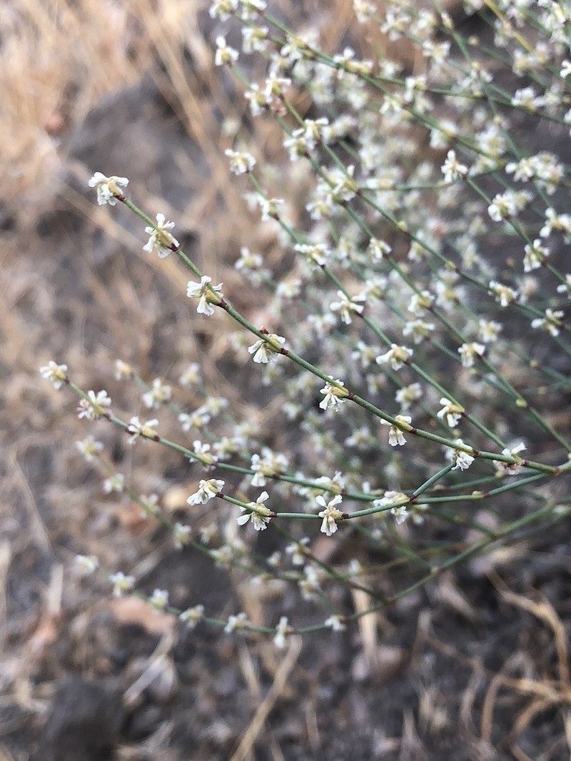 Bailey's Buckwheat photo 4