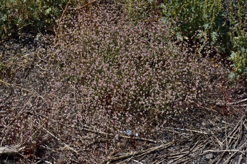 Bailey's Buckwheat photo 5