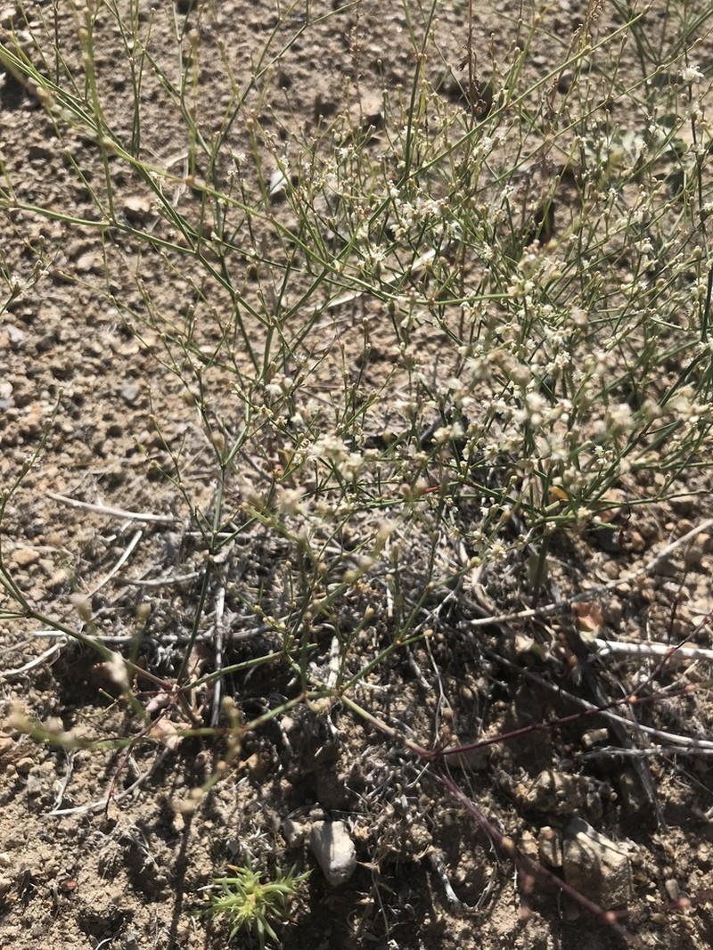 Bailey's Buckwheat photo 6