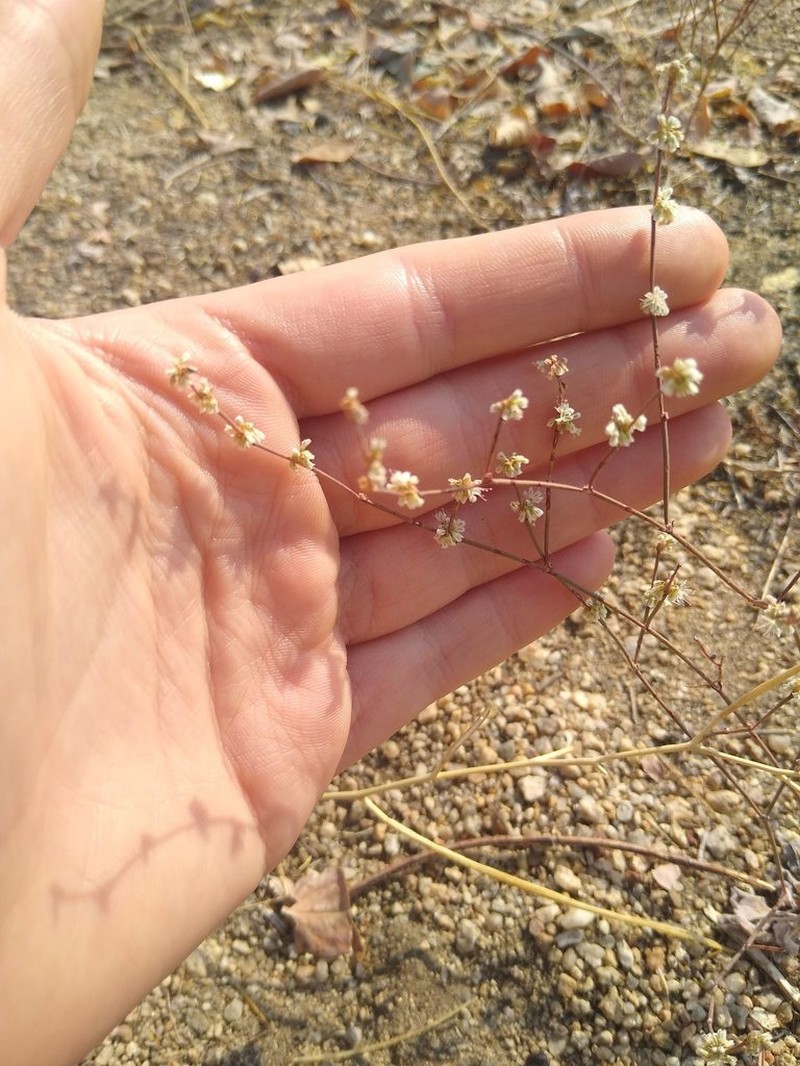 Bailey's Buckwheat photo 7