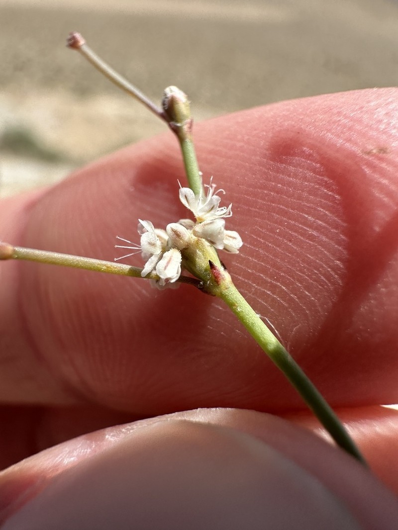 Bailey's Buckwheat photo 8