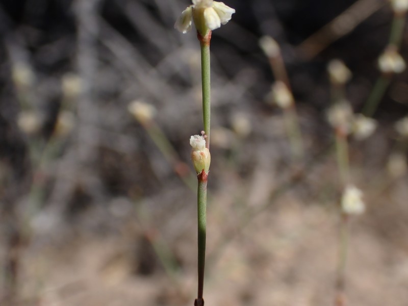Eriogonum baileyi var. baileyi