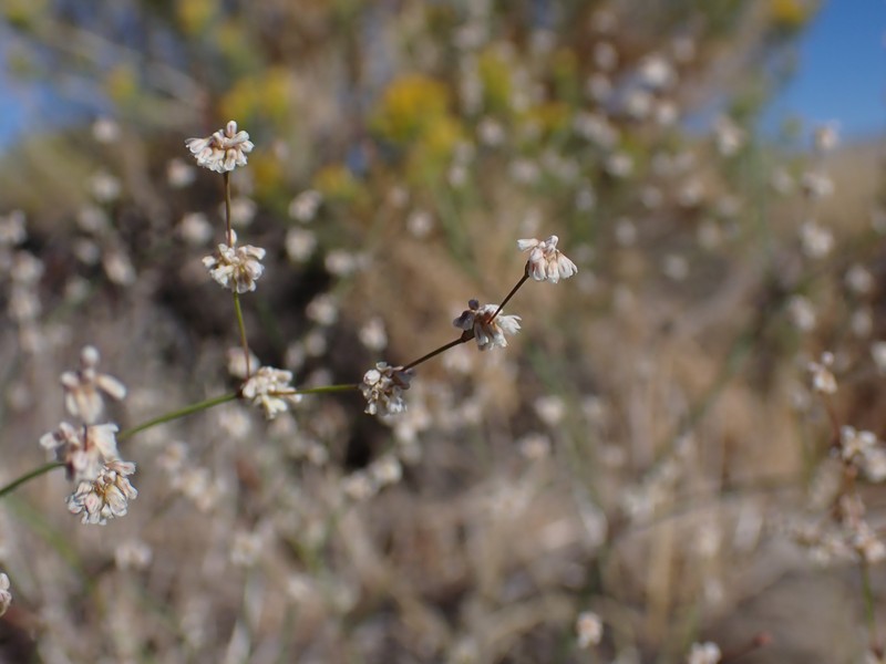 Eriogonum baileyi var. baileyi photo 2