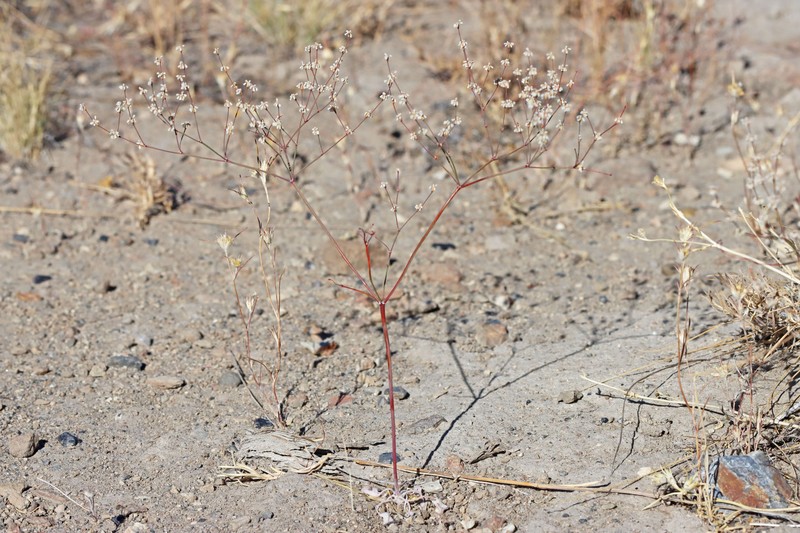 Eriogonum baileyi var. baileyi photo 3