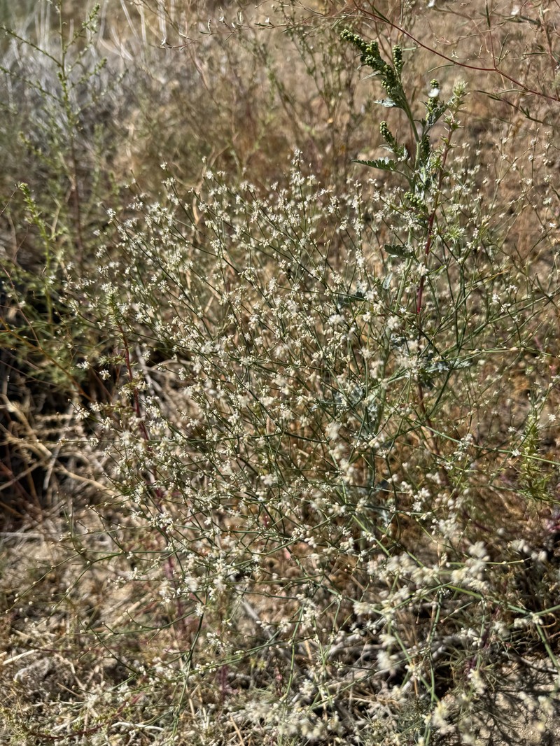 Eriogonum baileyi var. baileyi photo 4