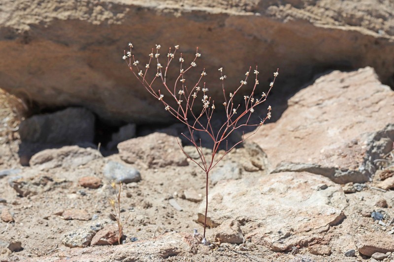Eriogonum baileyi var. baileyi photo 5
