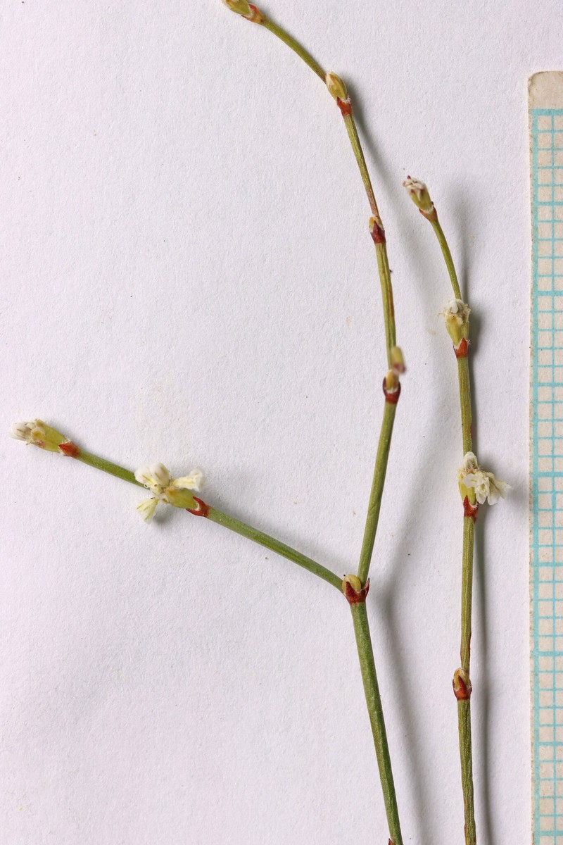 Eriogonum baileyi var. baileyi photo 6
