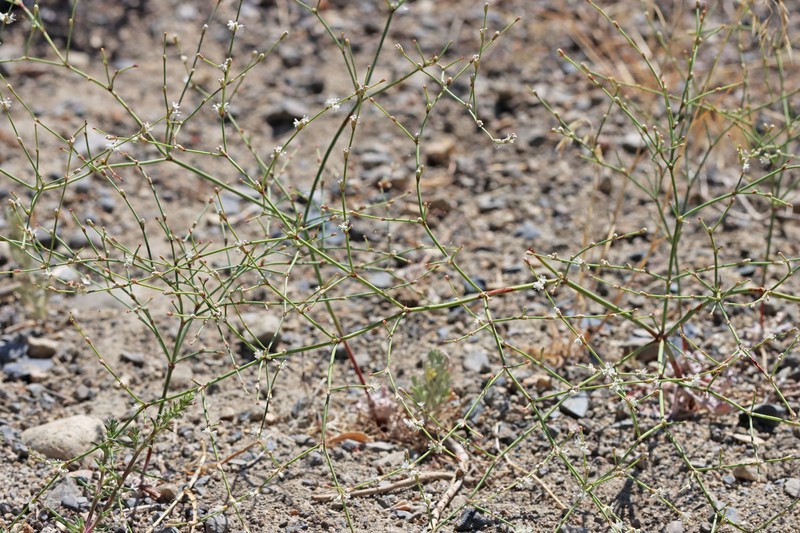 Eriogonum baileyi var. baileyi photo 7