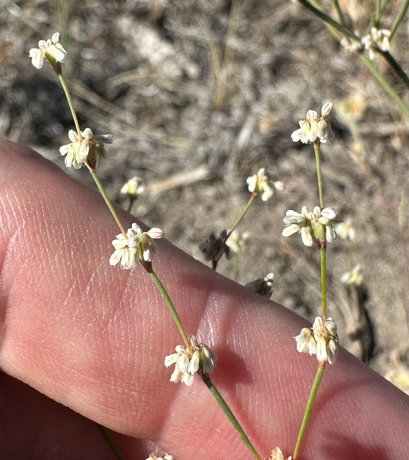Eriogonum baileyi var. baileyi photo 8