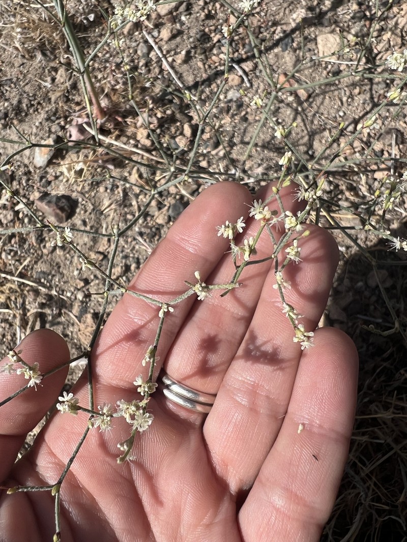 Eriogonum baileyi var. praebens
