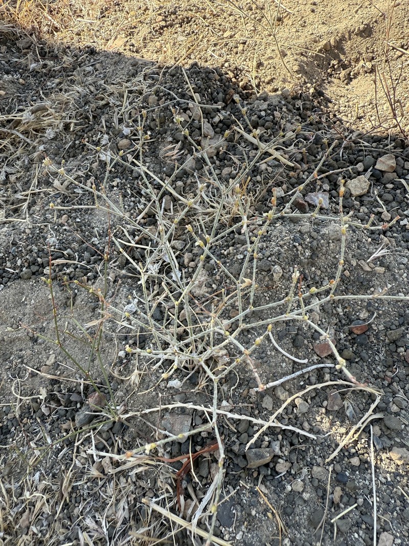 Eriogonum baileyi var. praebens photo 2