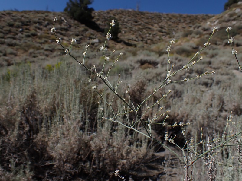 Eriogonum baileyi var. praebens photo 3