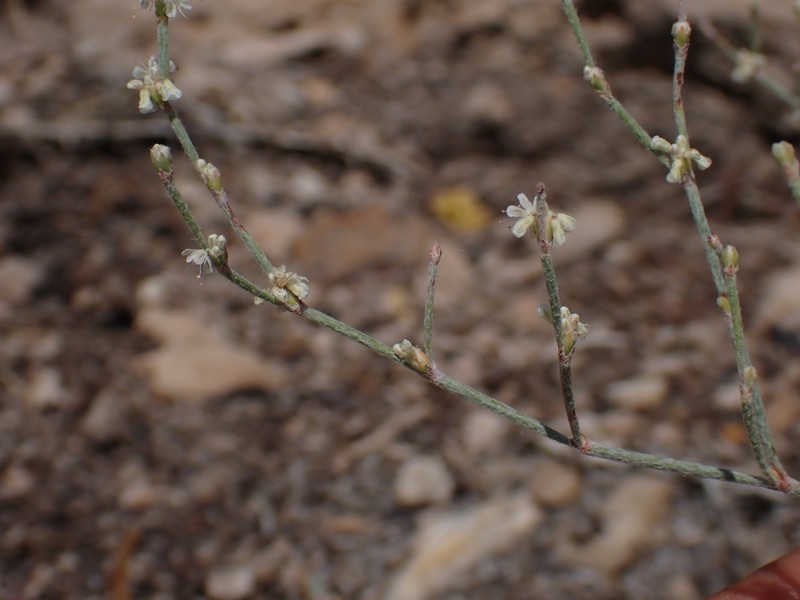 Eriogonum baileyi var. praebens photo 4