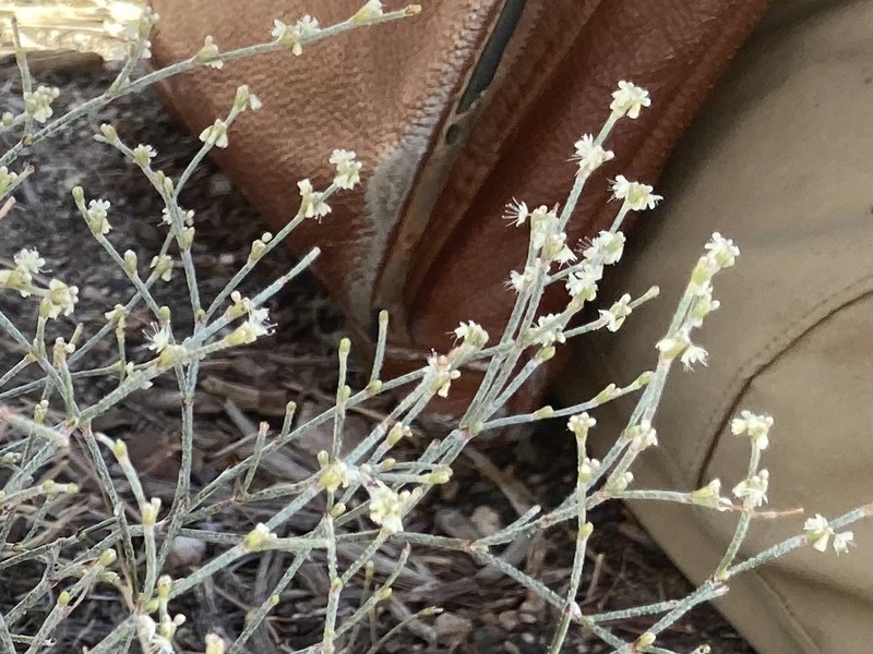 Eriogonum baileyi var. praebens photo 5