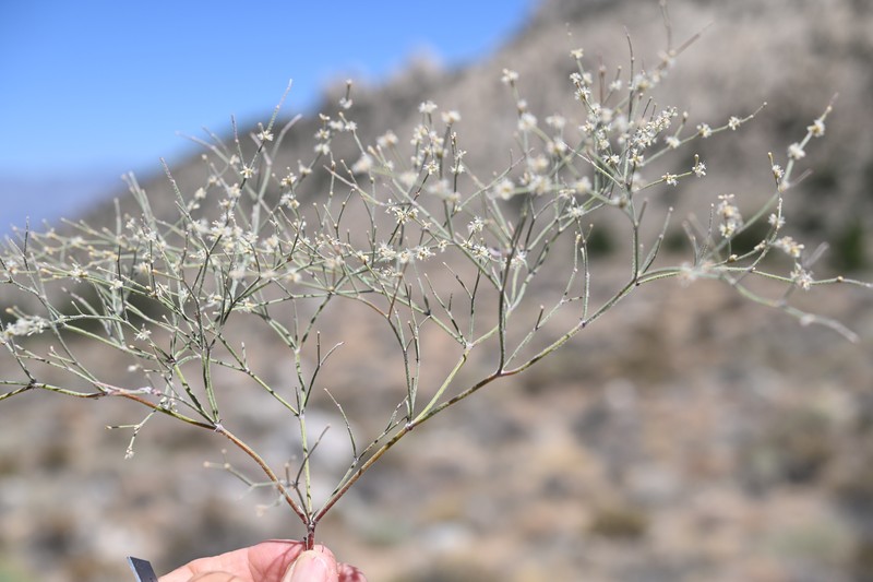 Eriogonum baileyi var. praebens photo 6