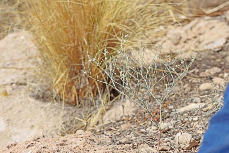 Eriogonum baileyi var. praebens photo 7