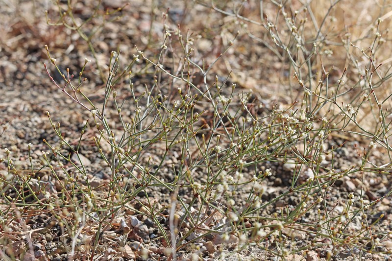 Eriogonum baileyi var. praebens photo 8