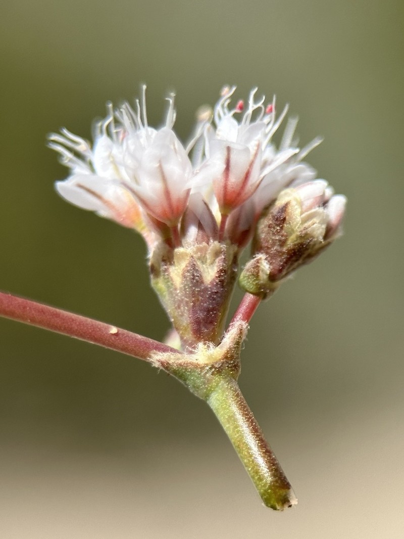 Bateman's Buckwheat