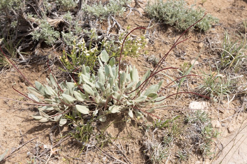 Bateman's Buckwheat photo 3