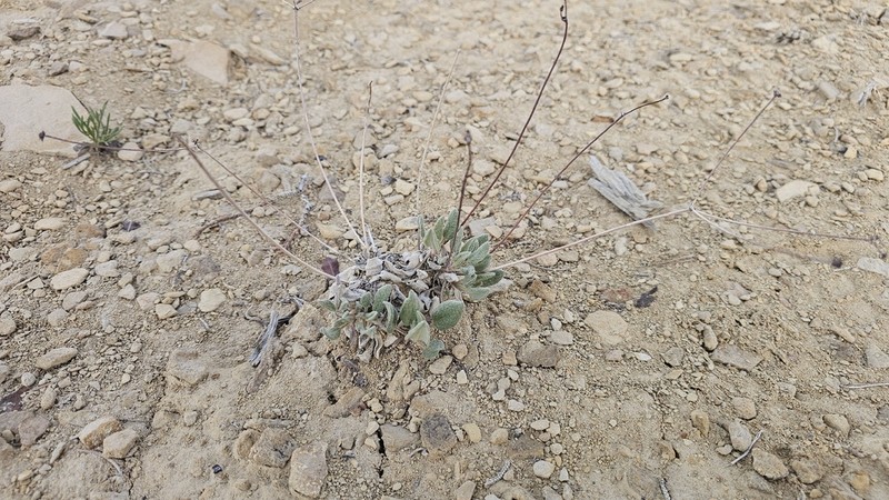 Bateman's Buckwheat photo 4