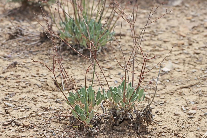 Bateman's Buckwheat photo 5