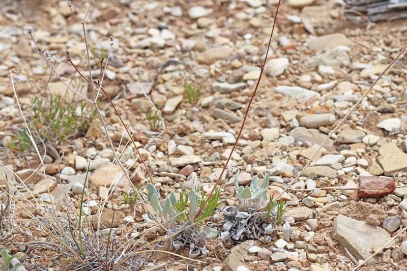 Bateman's Buckwheat photo 6