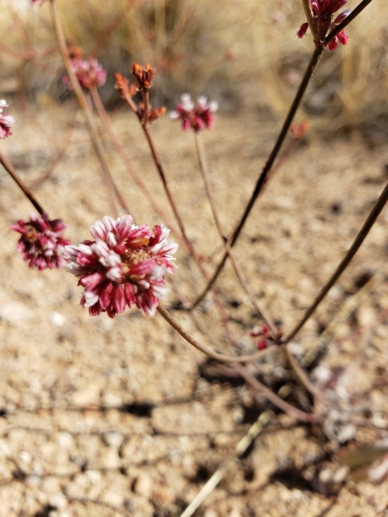 Bateman's Buckwheat photo 7