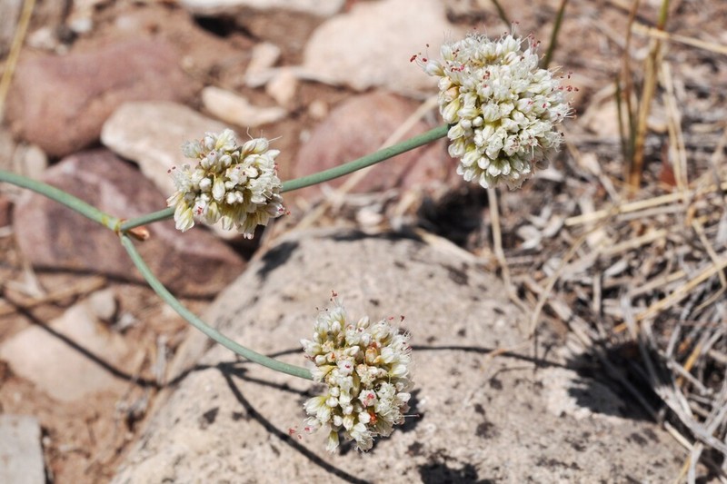 Bateman's Buckwheat photo 8
