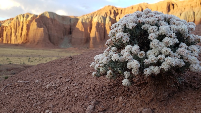Pretty Buckwheat