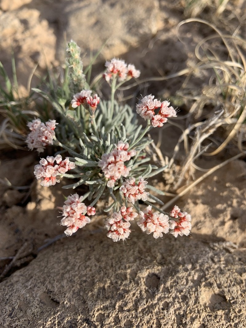 Pretty Buckwheat photo 2