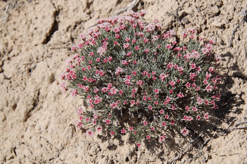 Pretty Buckwheat photo 3